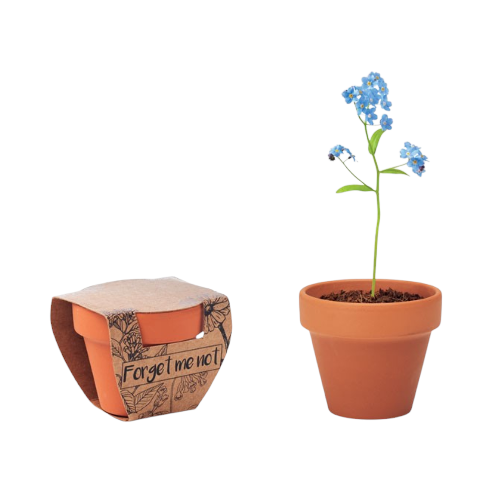 Terracotta Pot with 'Forget Me Not' Seeds